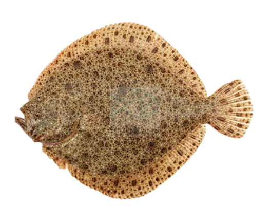 Turbot mrożony